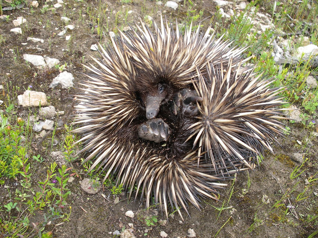 Echidna Echidna